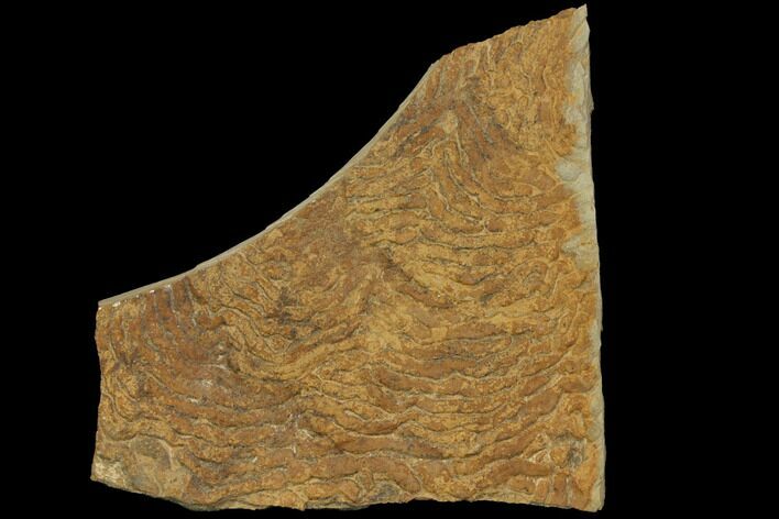 Pennsylvanian, Fossil Microbial Mat - Oklahoma #114061